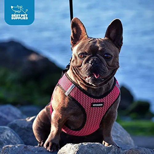 Best Pet Supplies Voyager Step-in Air Dog Harness-All Weather Mesh Step in Vest Harness for Small and Medium Dogs by Best Pet Supplies-Harness (Blue), XXX-Small