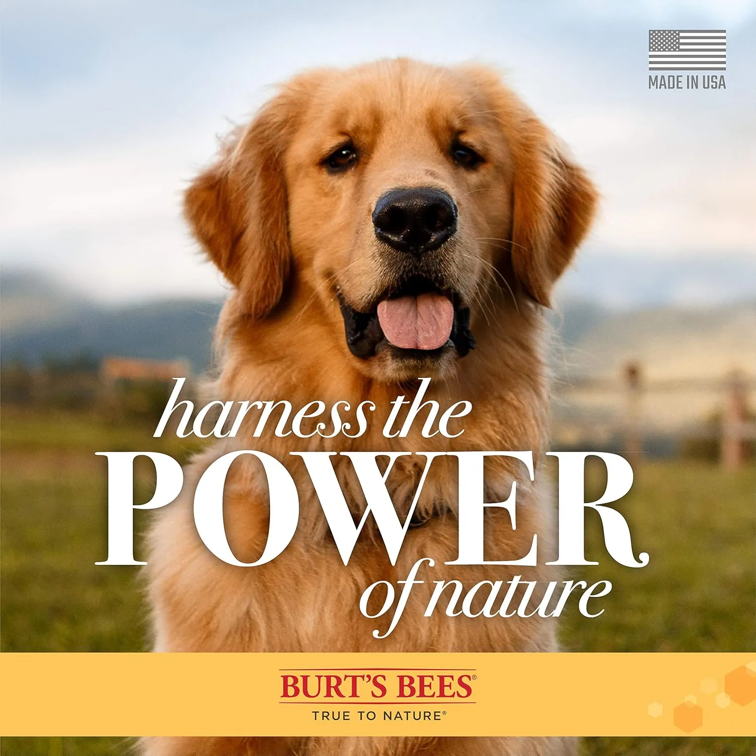Burt's Bees for Pets Oatmeal Dog Conditioner with Colloidal Oat Flour and Honey, 95% Natural Origin Formulas, Gentle Canine Conditioning Formula for Itchy Dogs, 2pk, 10 oz