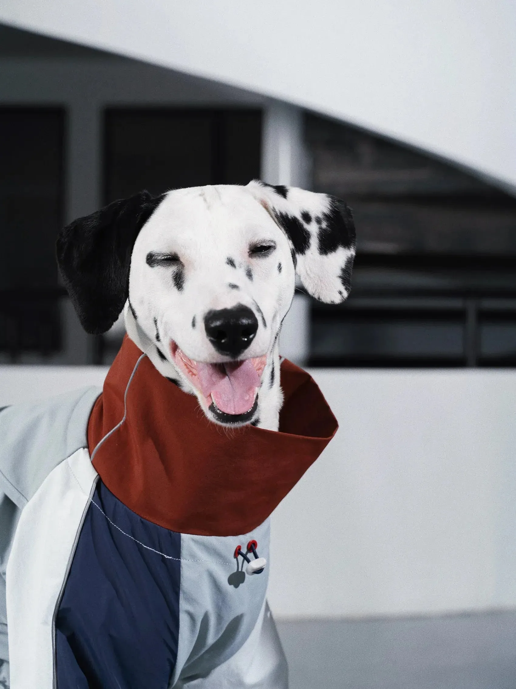 Detachable 4-Leg Dog Raincoat | Brick Blue