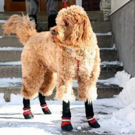 Double Strap All Season Doggie Booties (3 Colors)