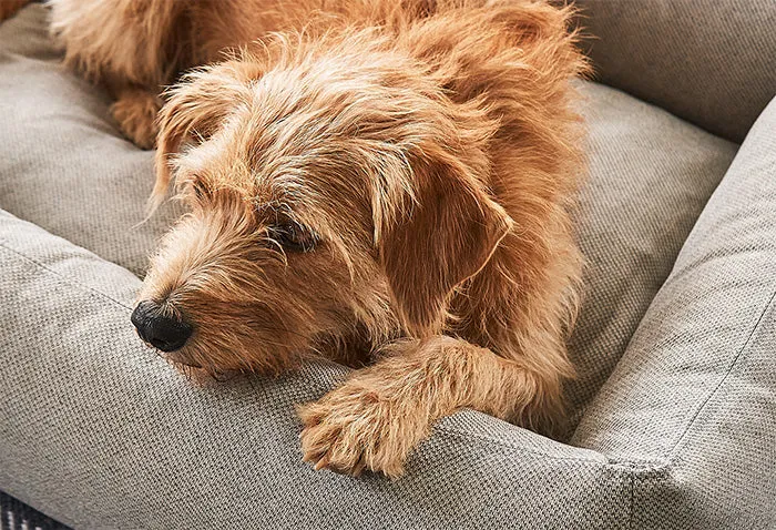 Ecofriendly Orthopedic & Hypoallergenic Dog Bed Mare