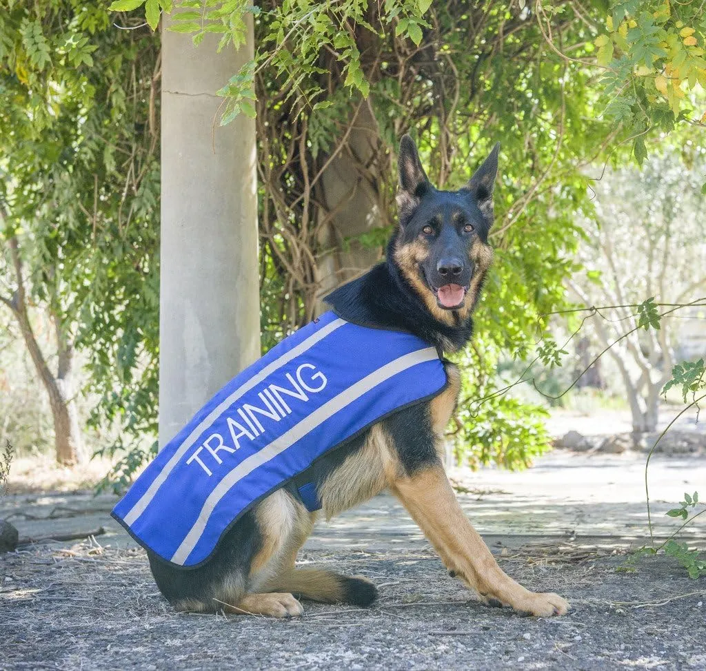 Limited Training Blue Warm Dog Coats S-M M-L L-XL Waterproof Reflective Fleece Lined (Do Not Disturb) Prevents Accidents by Warning Others of Your Dog in Advance (L-XL Back 23" (59cm)