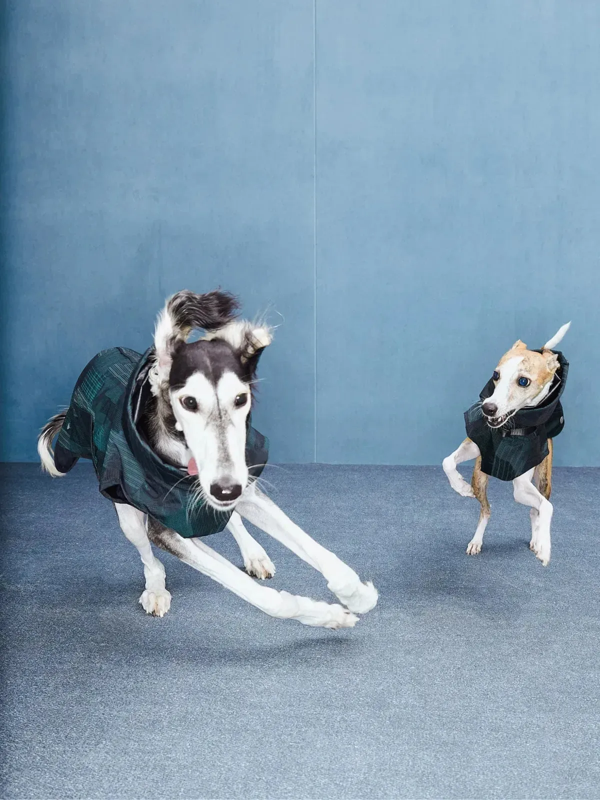 Reflective Lightweight Dog Raincoat Vest