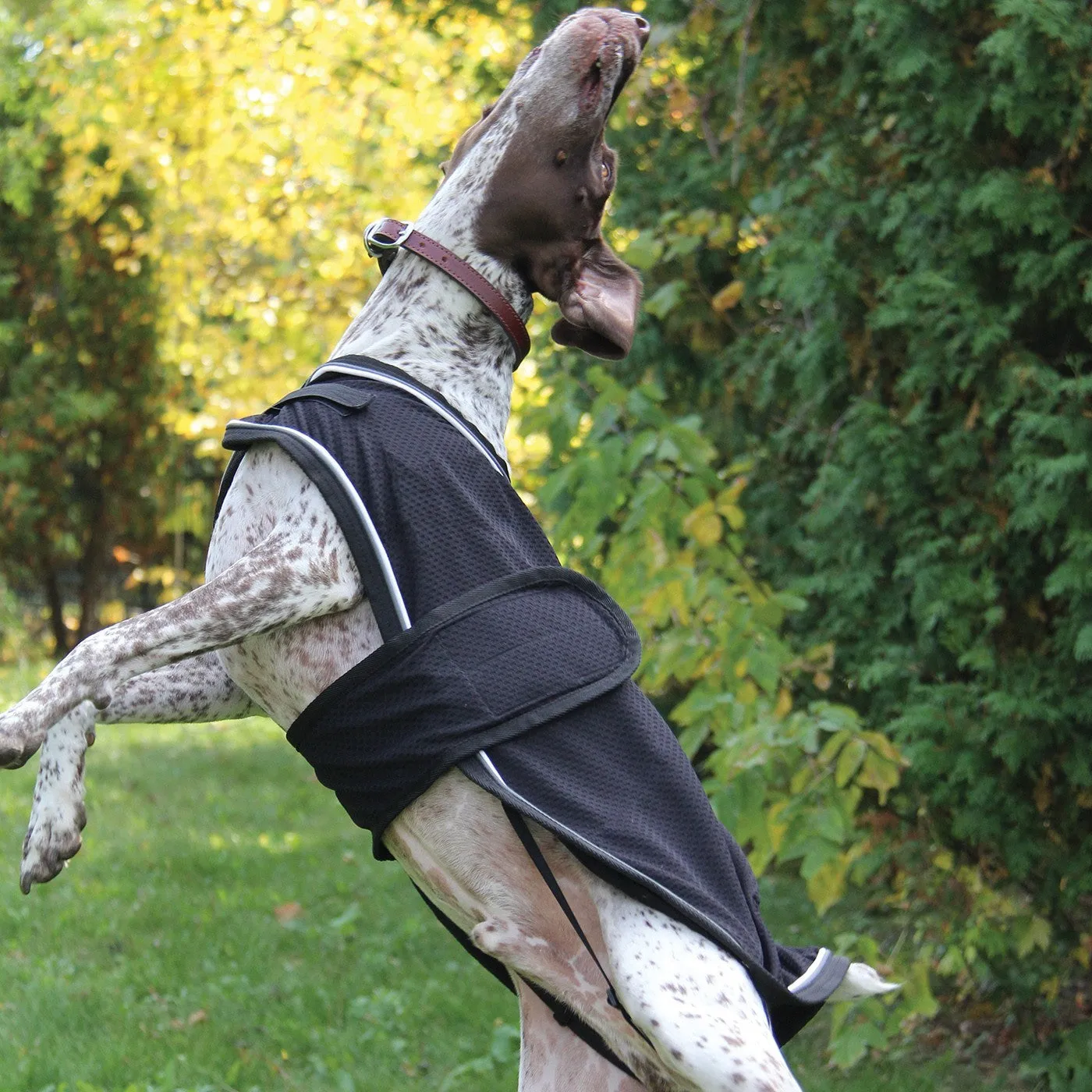 Shedrow K9 - Thermal Therapy Mesh Dog Coat Xlarge (EXTRA 50% OFF AT CHECKOUT)