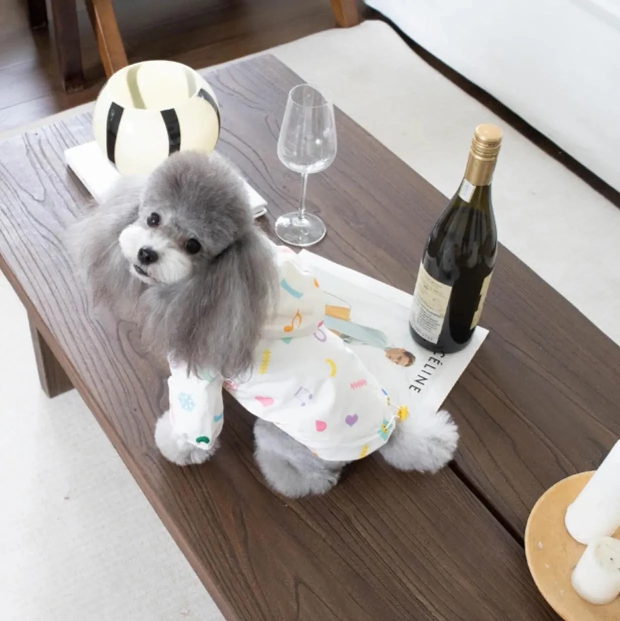 StormPaw Dog Raincoat