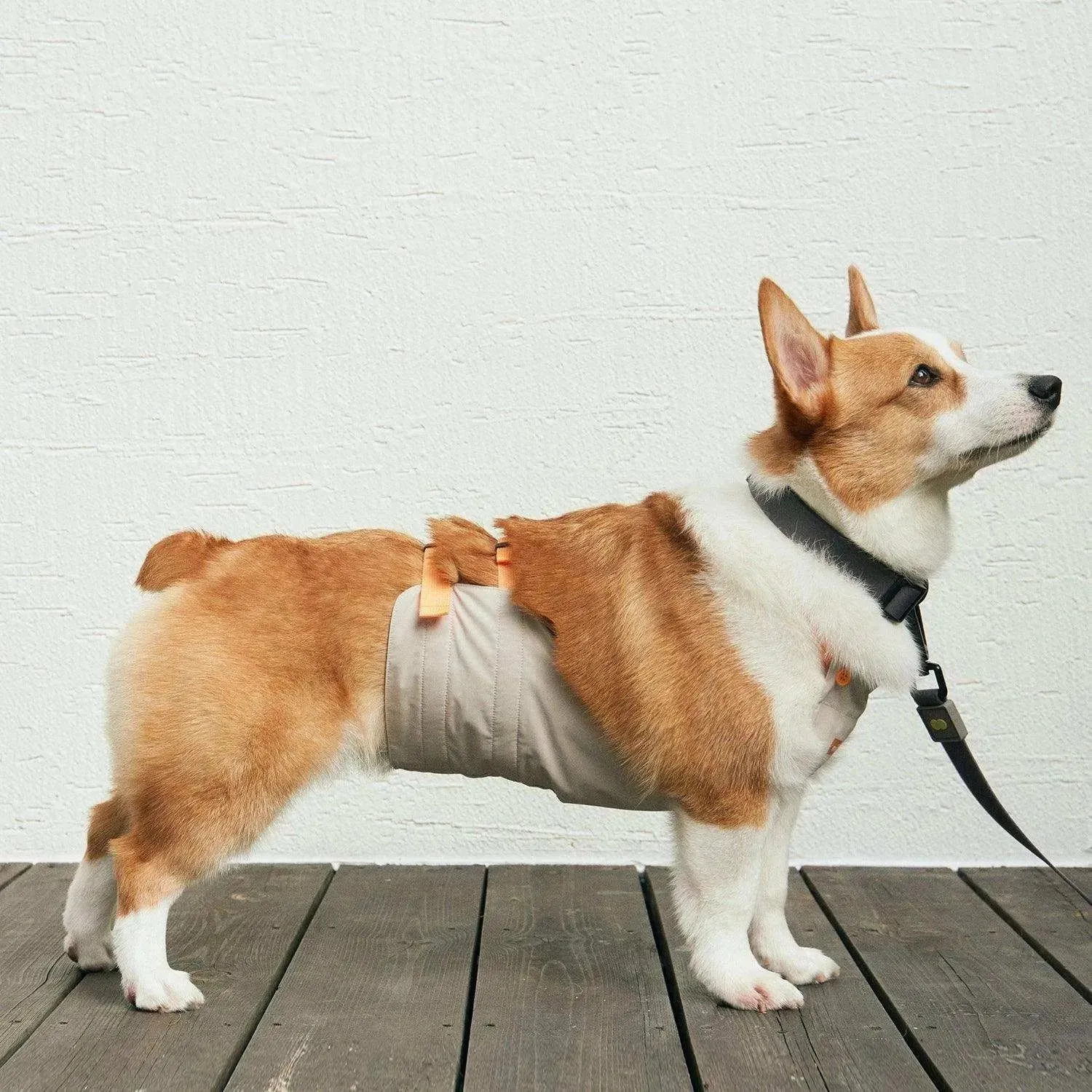 Underbelly Dog Coat
