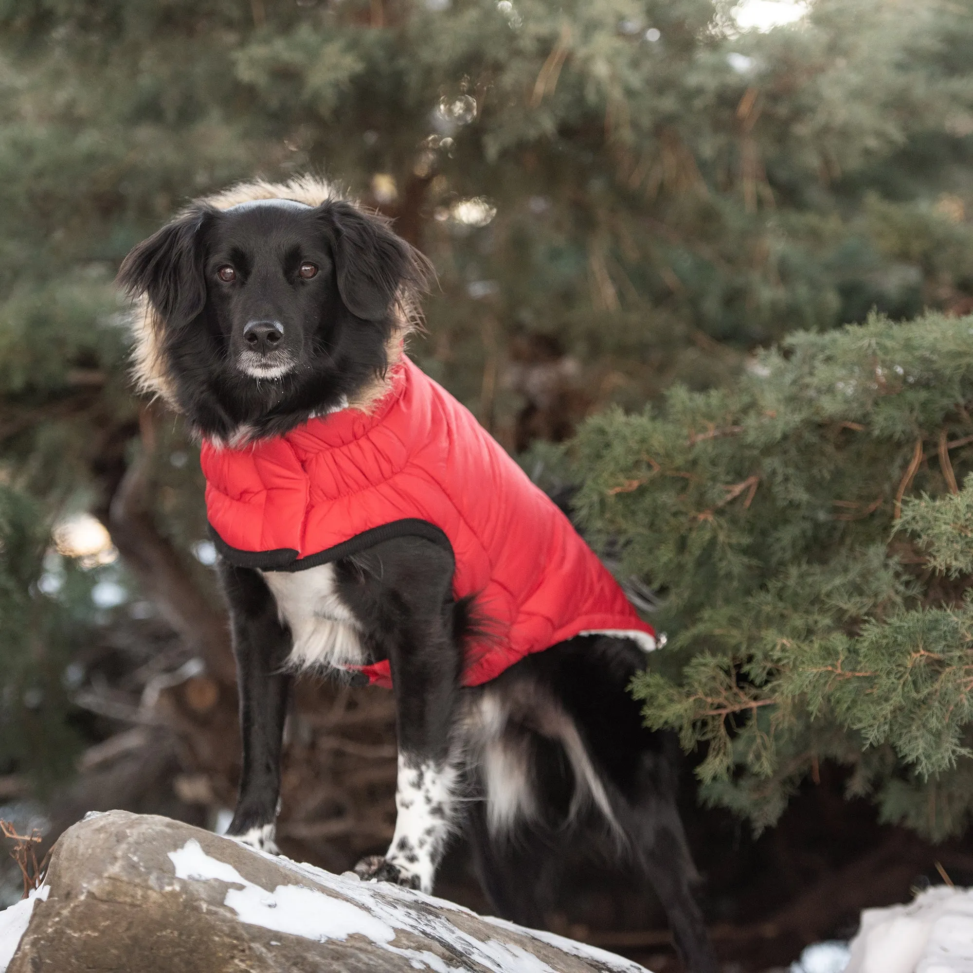 Urban Parka for Dogs – Stylish, Warm & Water-Resistant